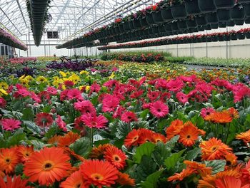 HSA - Spring Flower Sale