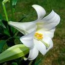Easter Plant Sale: Weekends of March 5/6 and 12/13