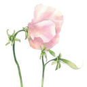 Perennial Plant Sale on Saturday, May 19th