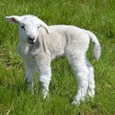 LIttle Lambs Returns for the Month of May!
