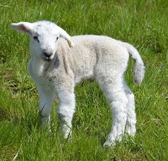 LIttle Lambs Returns for the Month of May!