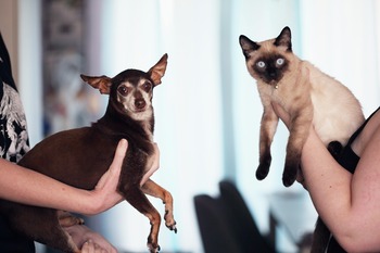 Pet Blessing